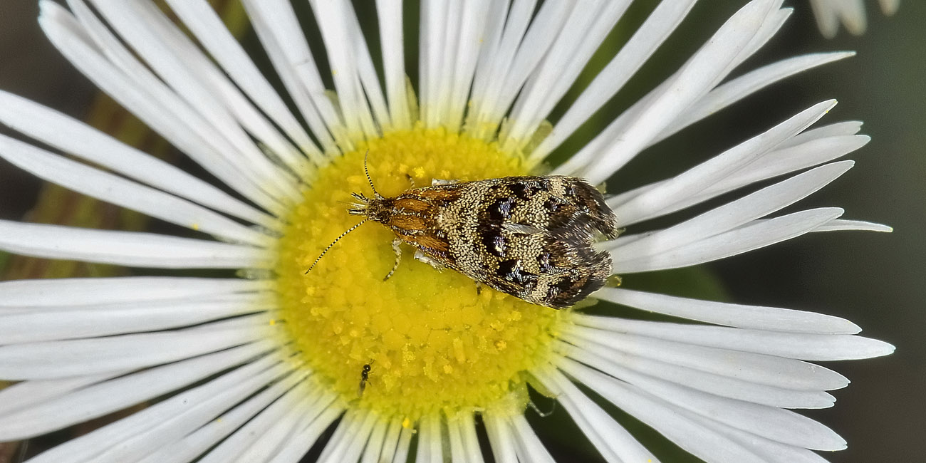 Choreutidae - Tebenna micalis